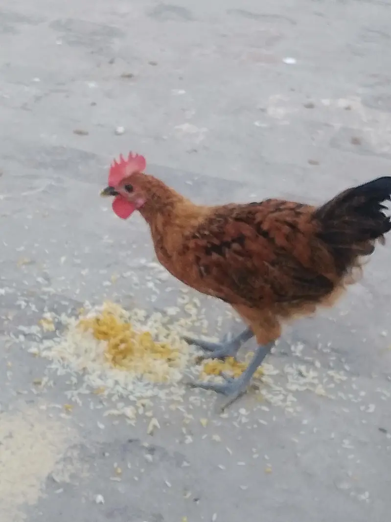 Total 6 hens Hain jis me 3 Female 3 male Hain — photo 8