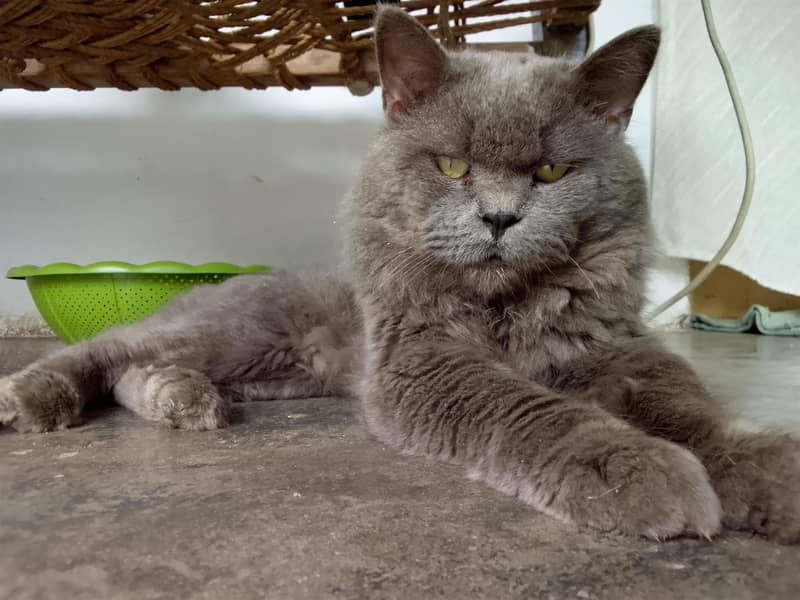 good cat 0