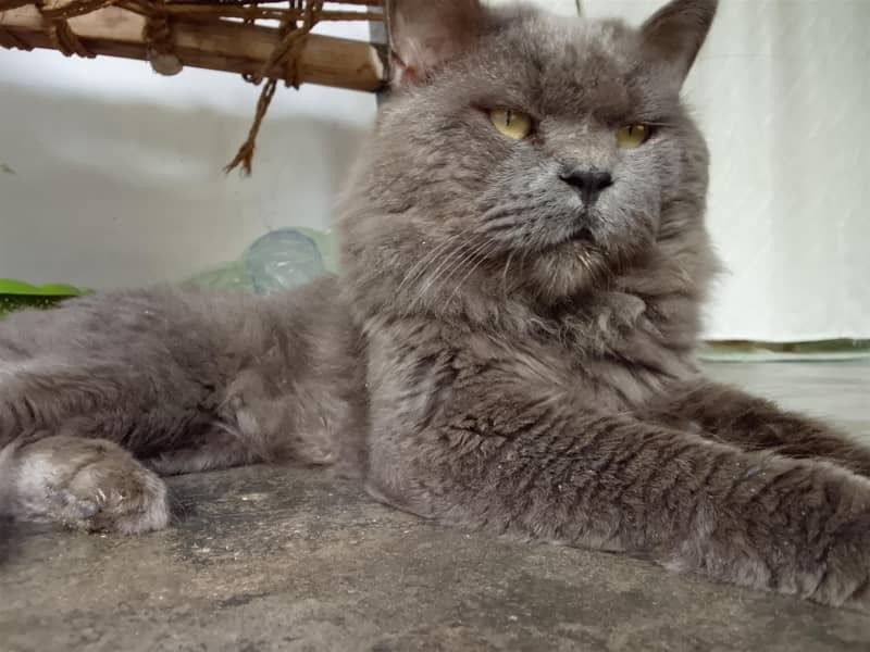 good cat 1