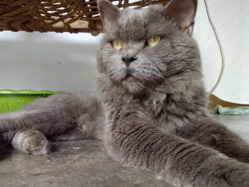 good cat 2