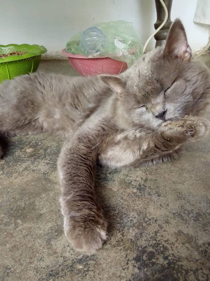 good cat 3