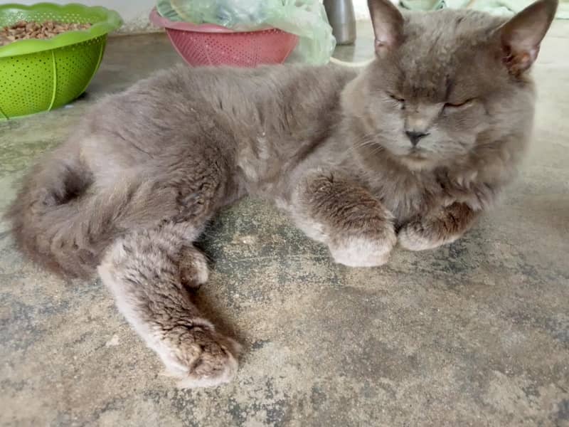 good cat 4