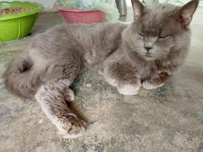 good cat — photo 5