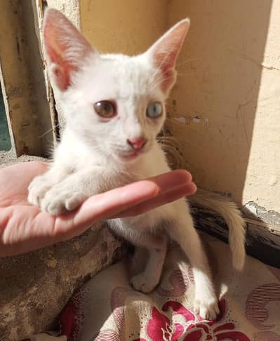 Persian kitten