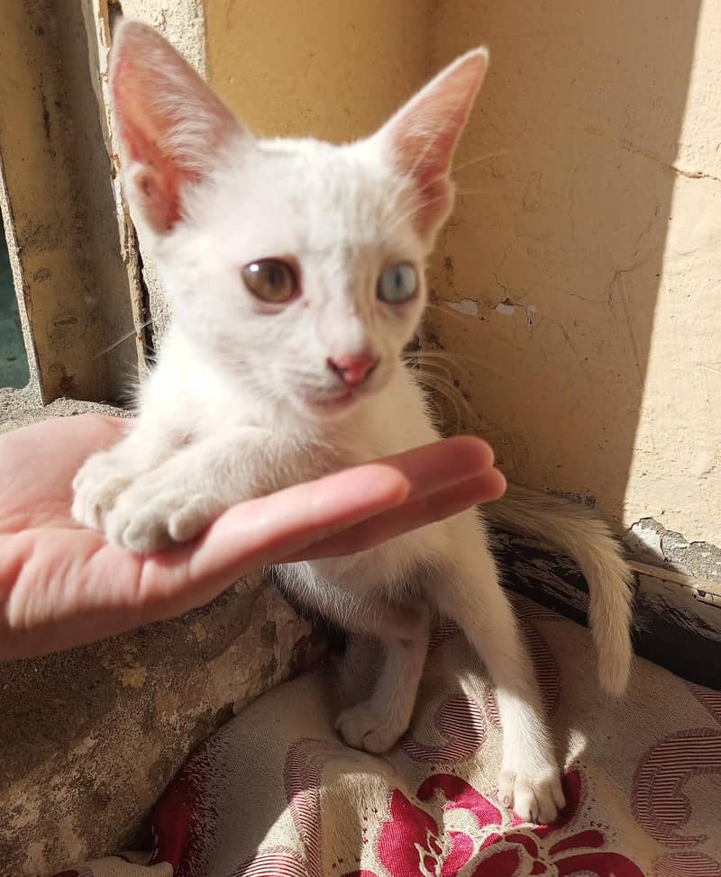 Persian kitten 0