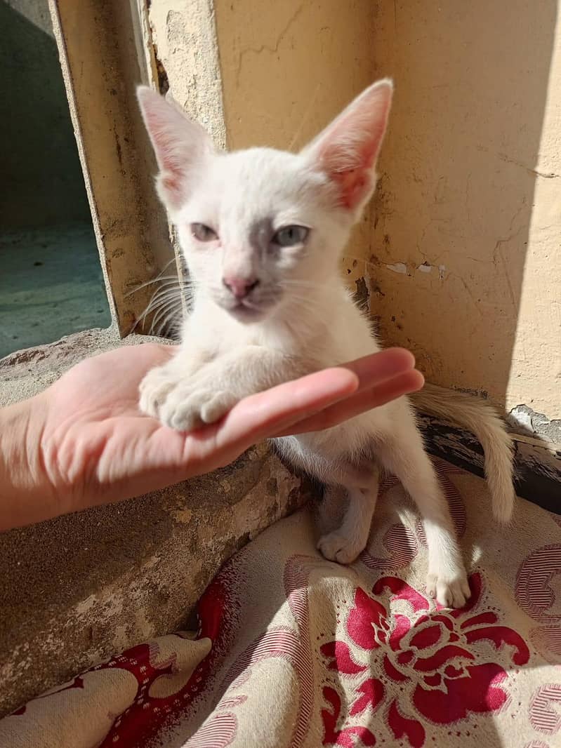Persian kitten 1