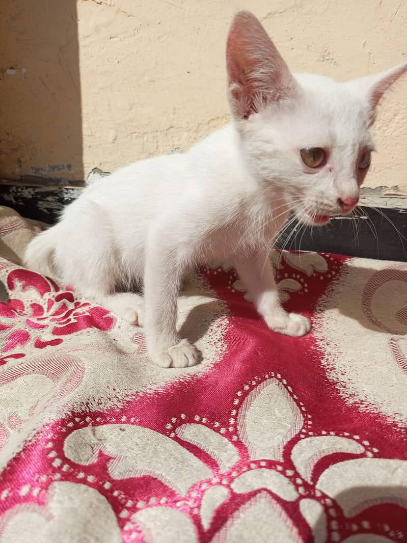 Persian kitten 2