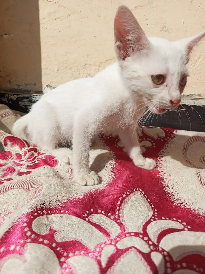 Persian kitten — photo 3