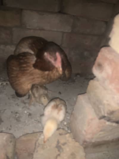 Aseel hen with 2 chicks
