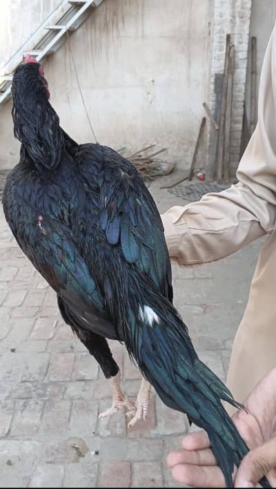 aseel patha for sale