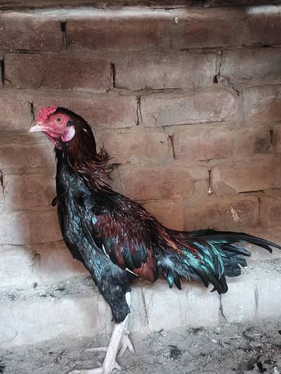 aseel patha for sale