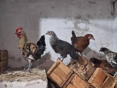 Haven silver chicks