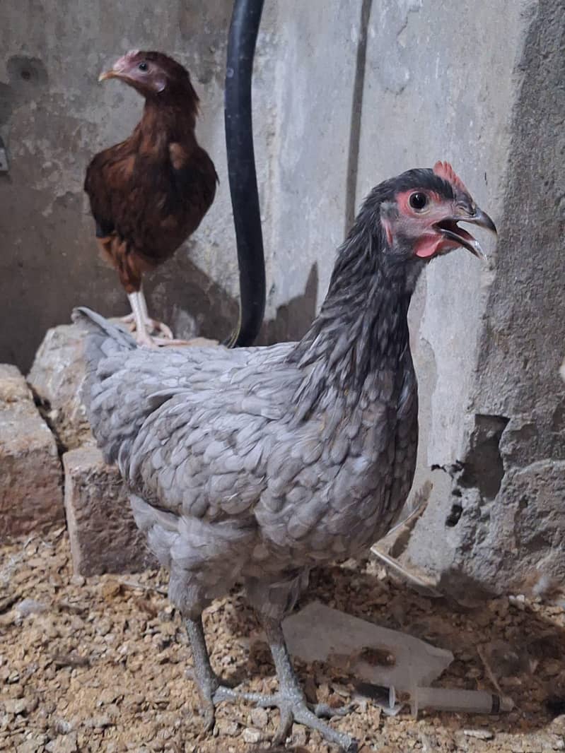 Haven silver chicks 1