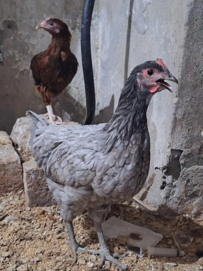 Haven silver chicks — photo 2