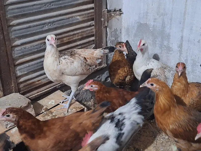 Haven silver chicks — photo 3