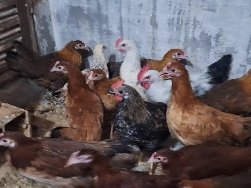Haven silver chicks — photo 4