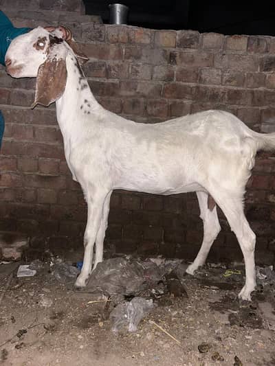 Gaban Bakri
