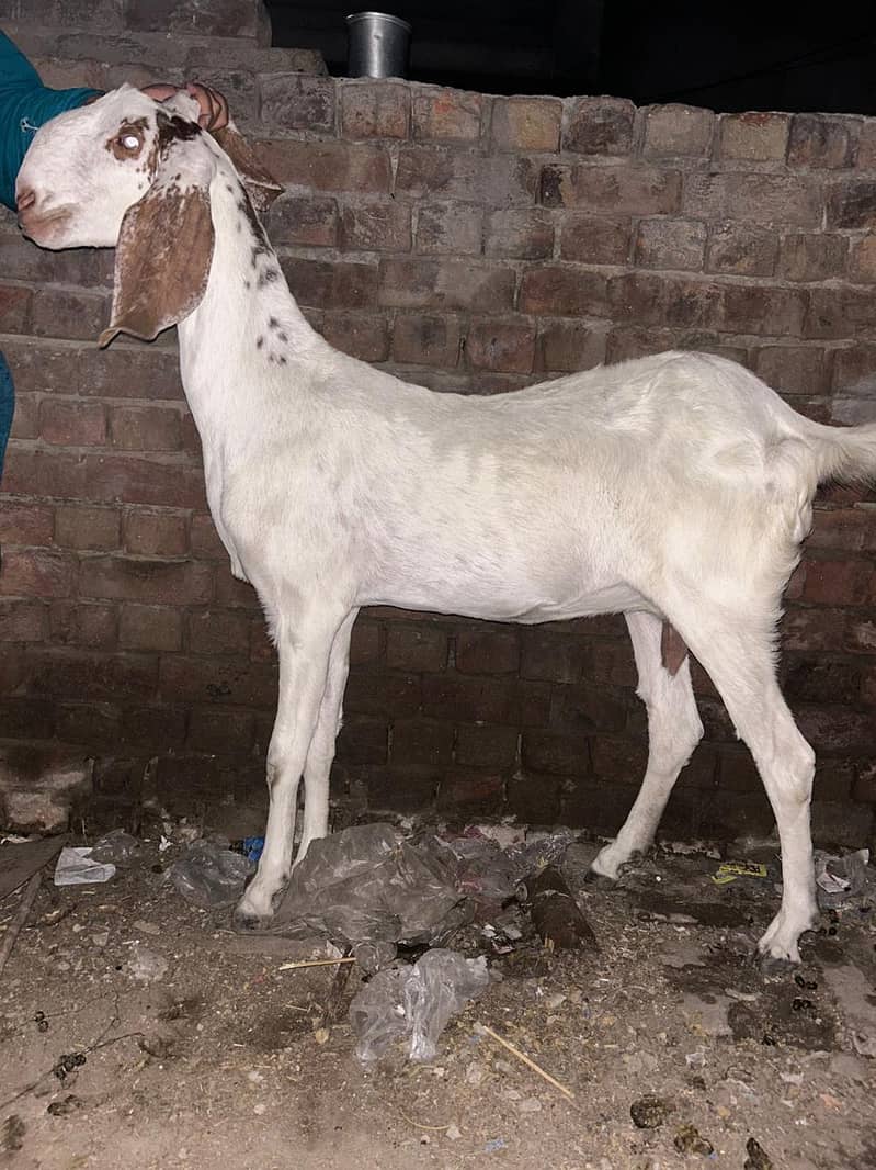 Gaban Bakri 0