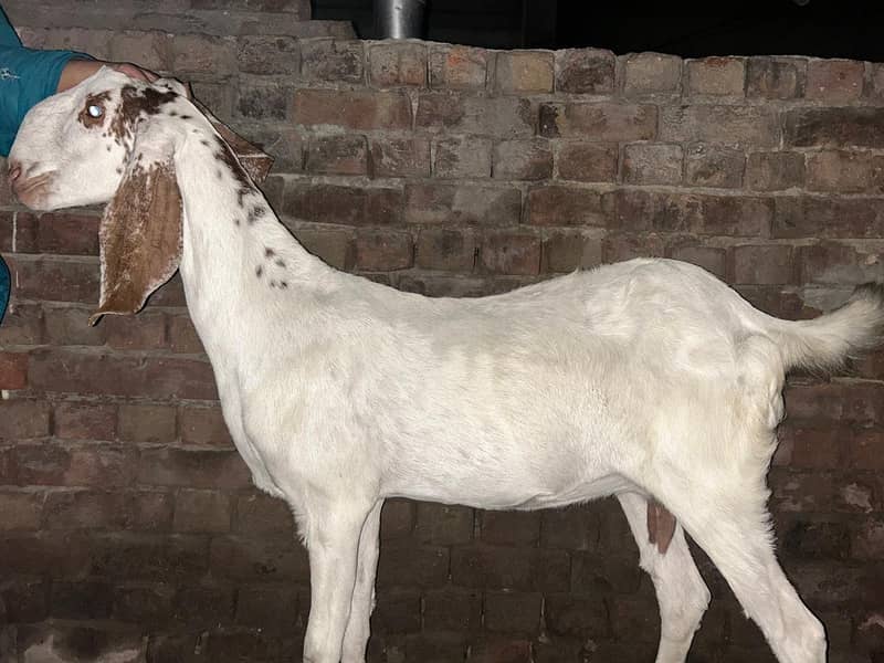 Gaban Bakri 1