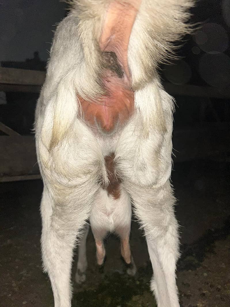 Gaban Bakri 4