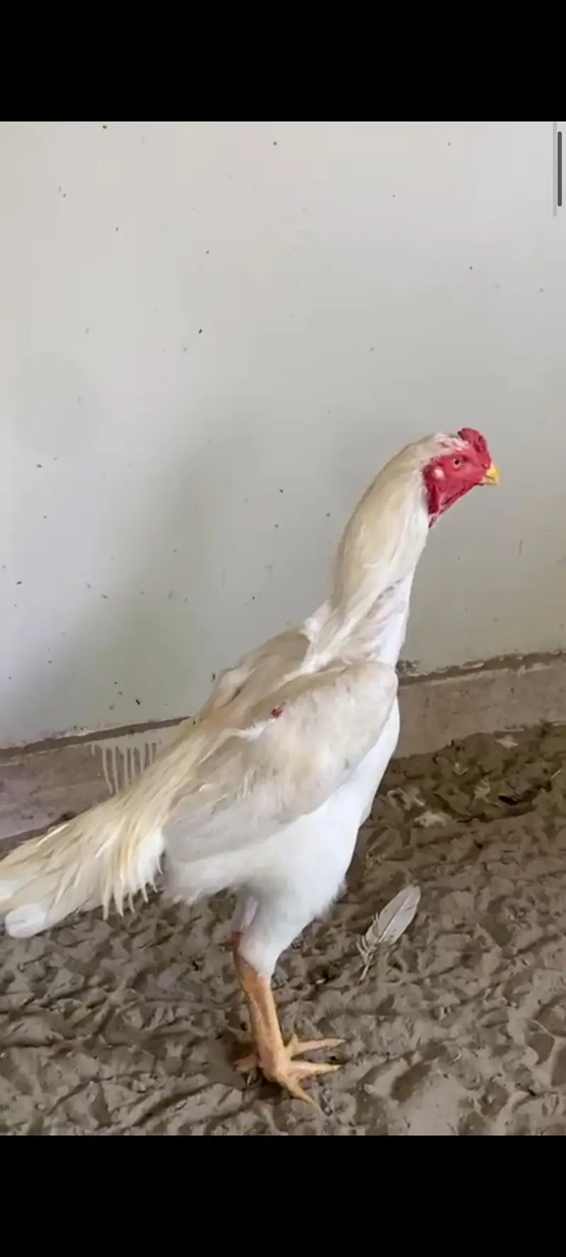 Aseel shamo Male — photo 3