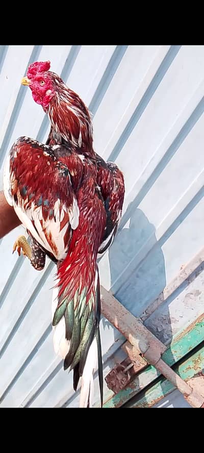 Aseel Rooster and Hens for Sale | Pure Aseel Breed