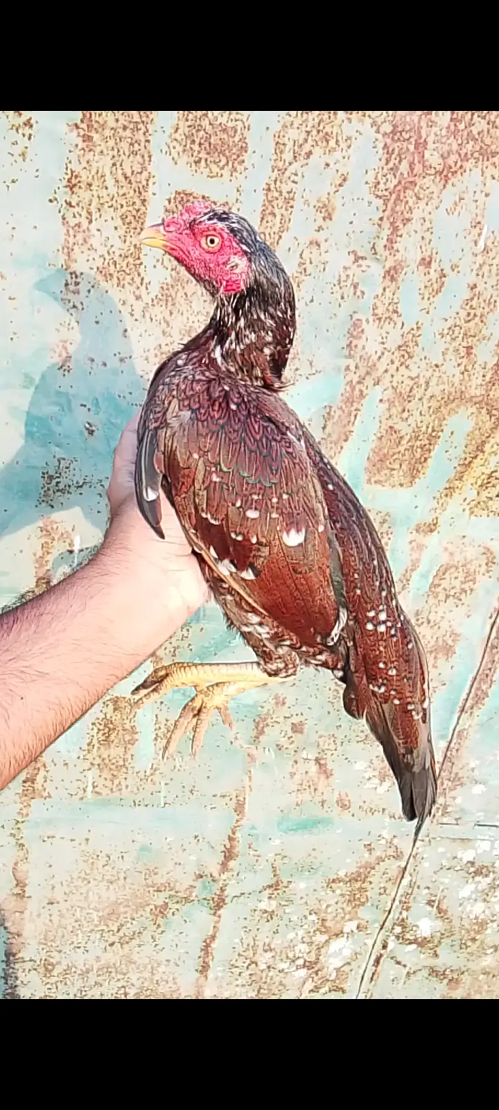 Aseel Rooster and Hens for Sale | Pure Aseel Breed — photo 2
