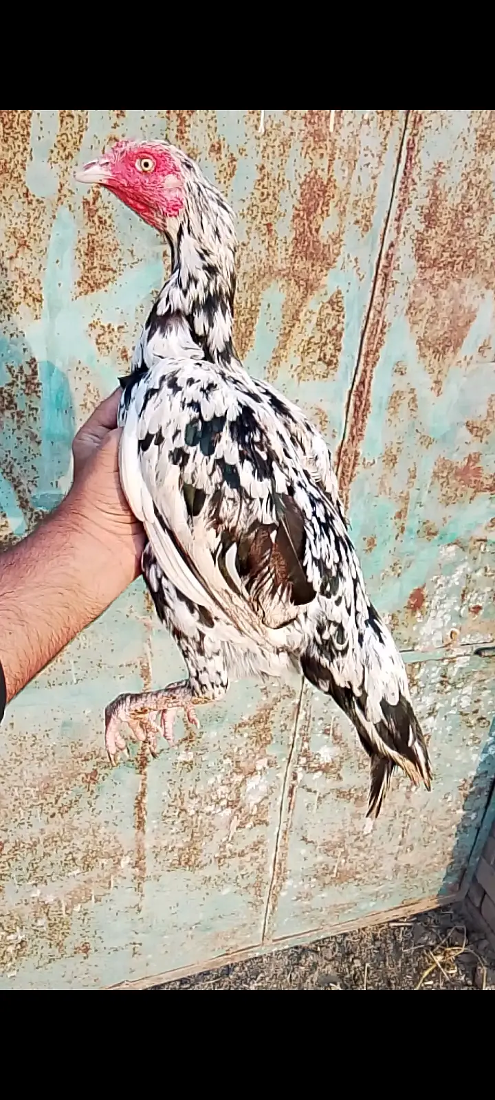 Aseel Rooster and Hens for Sale | Pure Aseel Breed — photo 3