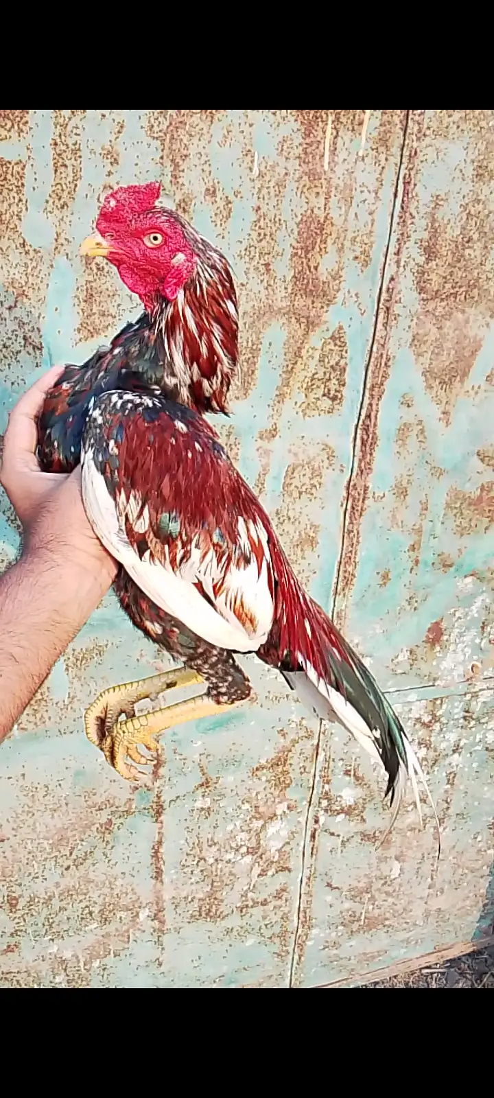 Aseel Rooster and Hens for Sale | Pure Aseel Breed — photo 4
