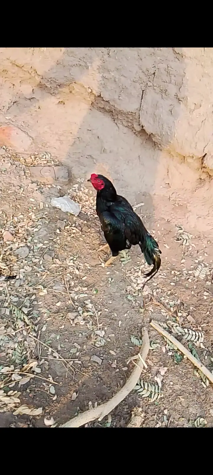 Aseel Rooster and Hens for Sale | Pure Aseel Breed — photo 5