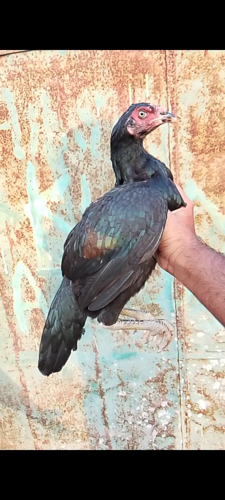 Aseel Rooster and Hens for Sale | Pure Aseel Breed — photo 6