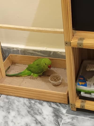 green parrot for sale age 8 months