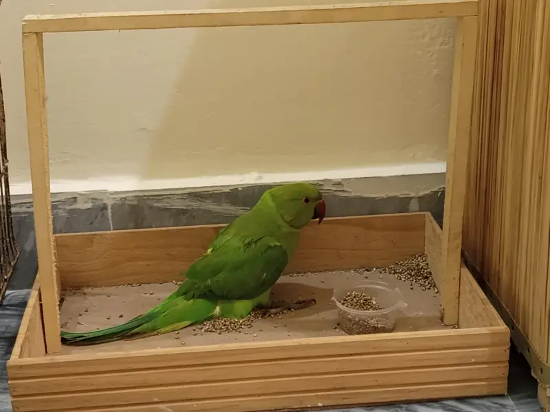 green parrot for sale age 8 months — photo 2