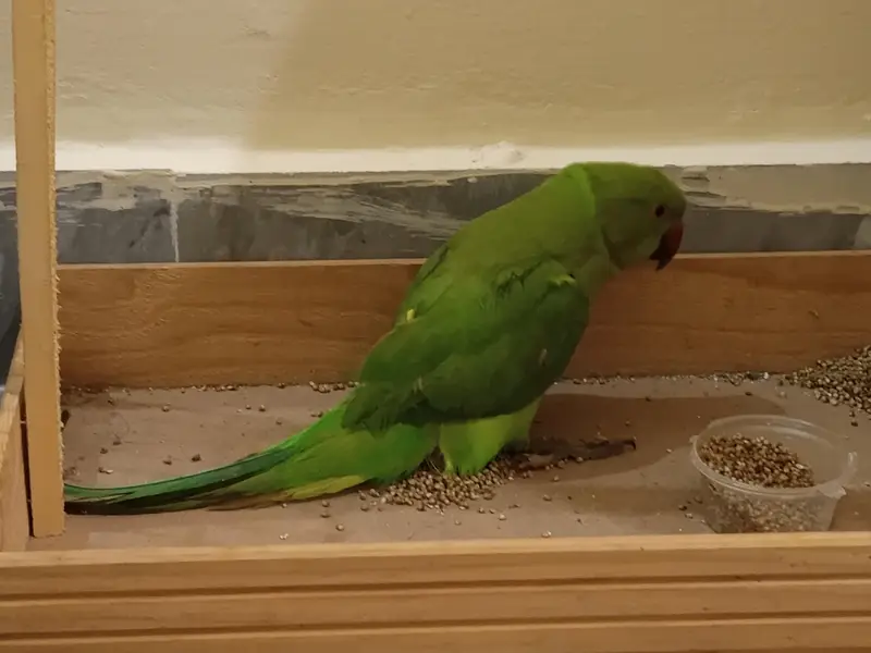 green parrot for sale age 8 months — photo 3