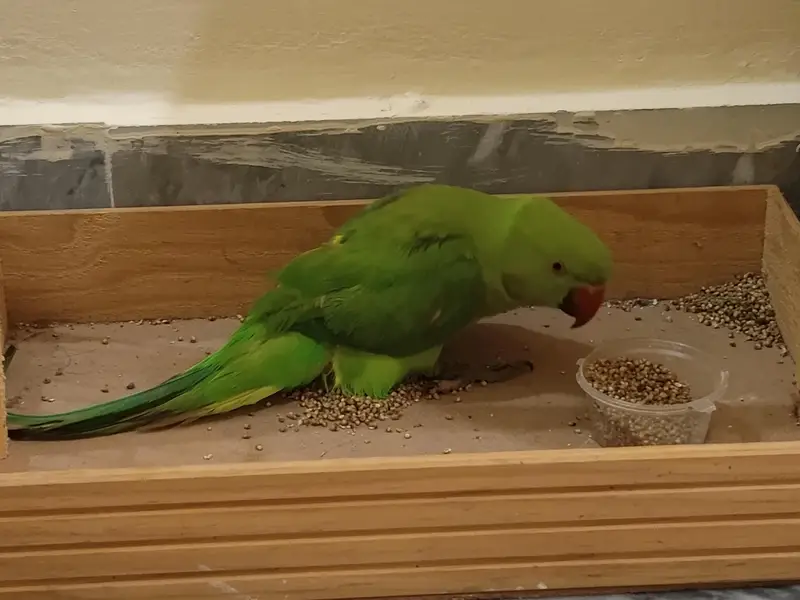 green parrot for sale age 8 months — photo 4