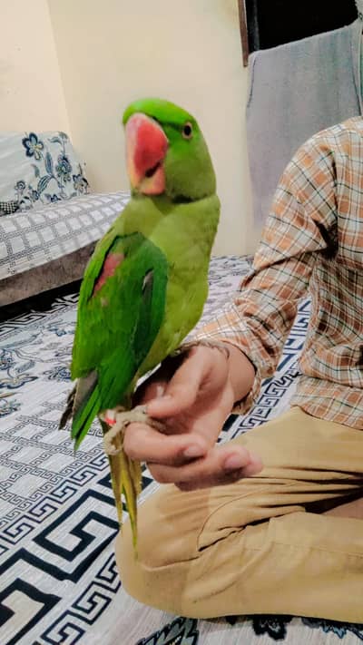Raw Pahari Parrot