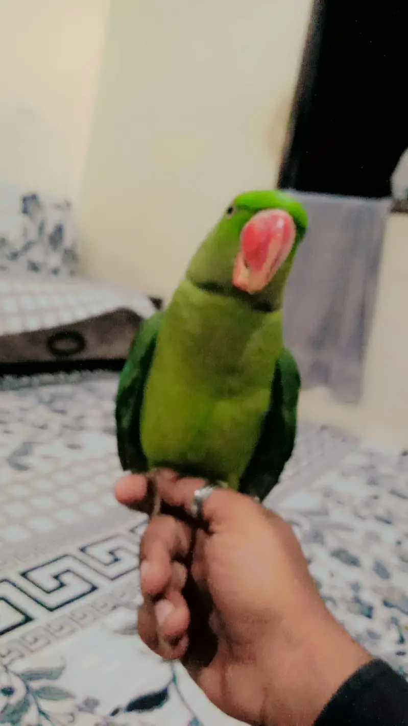 Raw Pahari Parrot — photo 2