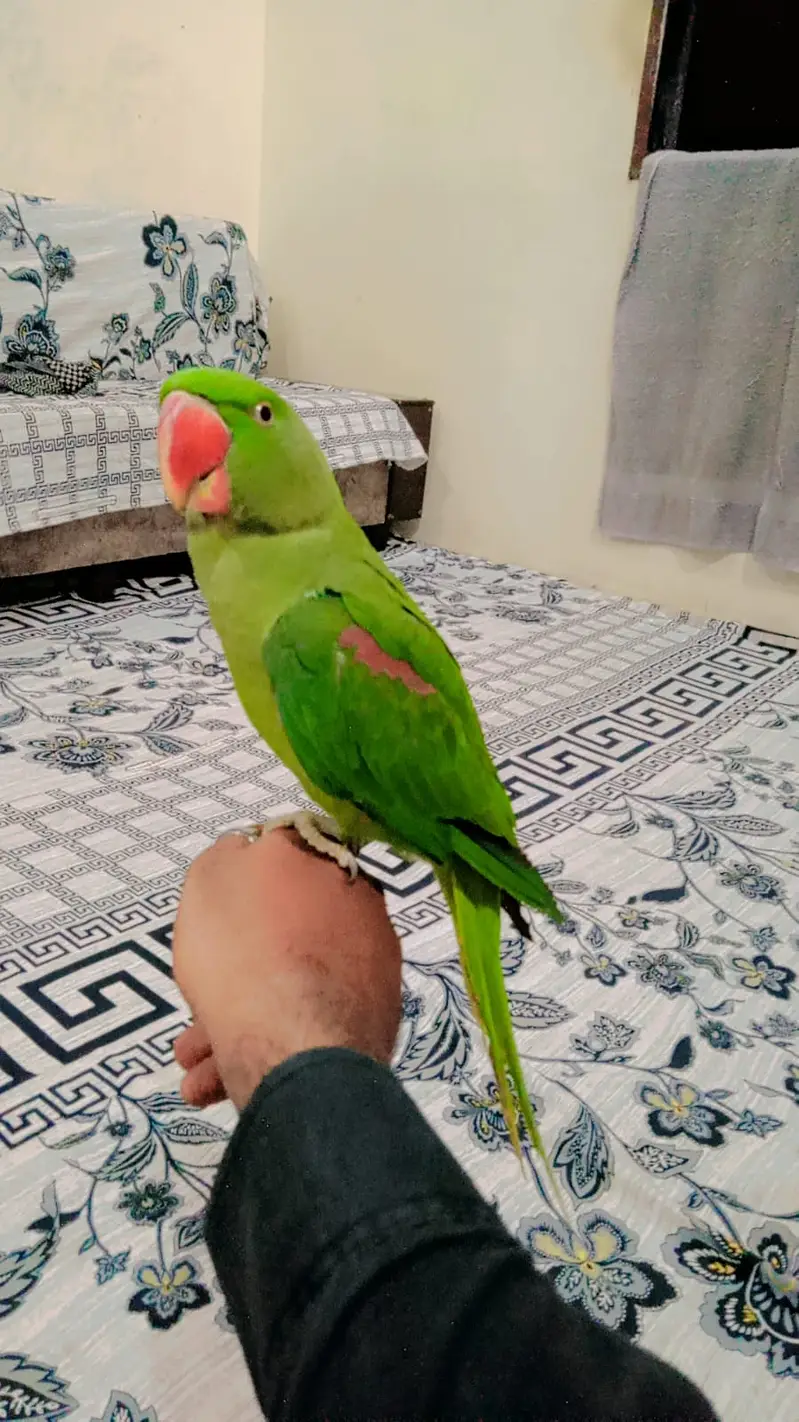Raw Pahari Parrot — photo 3