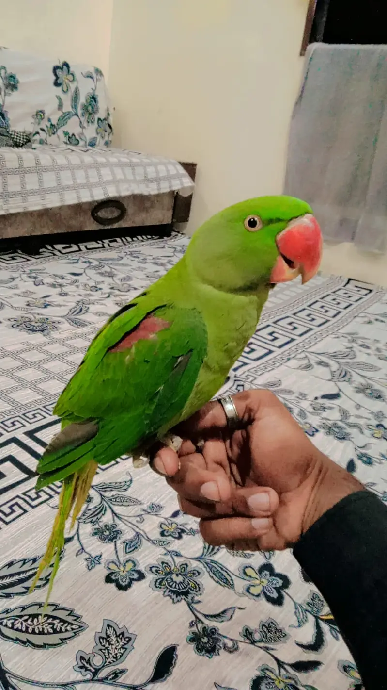 Raw Pahari Parrot — photo 4