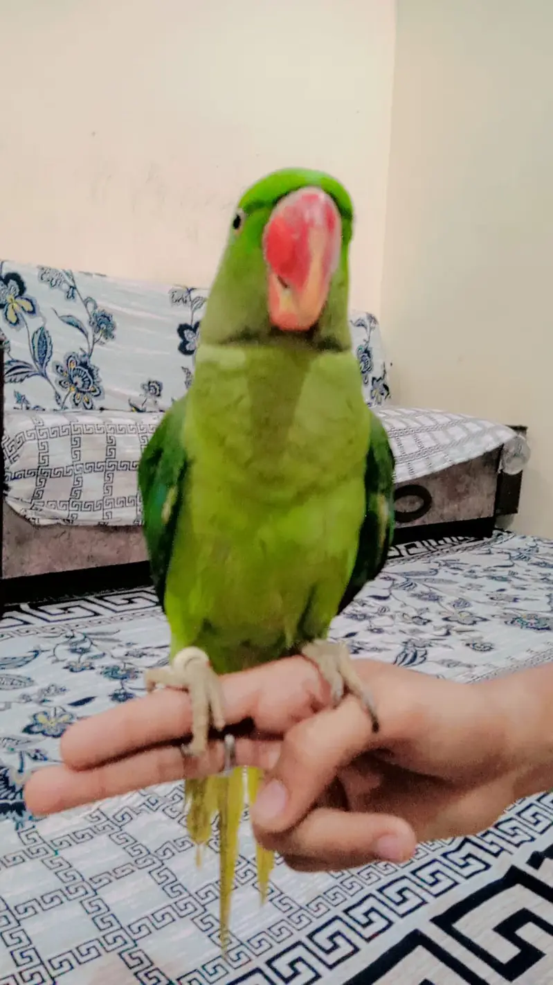 Raw Pahari Parrot — photo 5