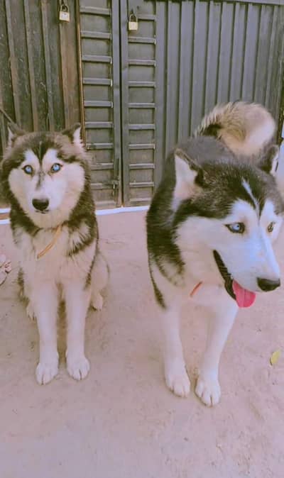 Husky Male and Female or 2 puppy