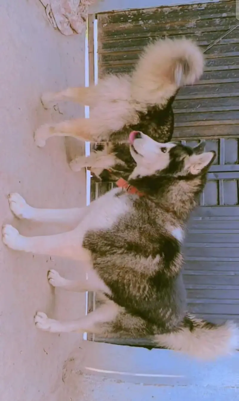Husky Male and Female or 2 puppy urgent sale — photo 2