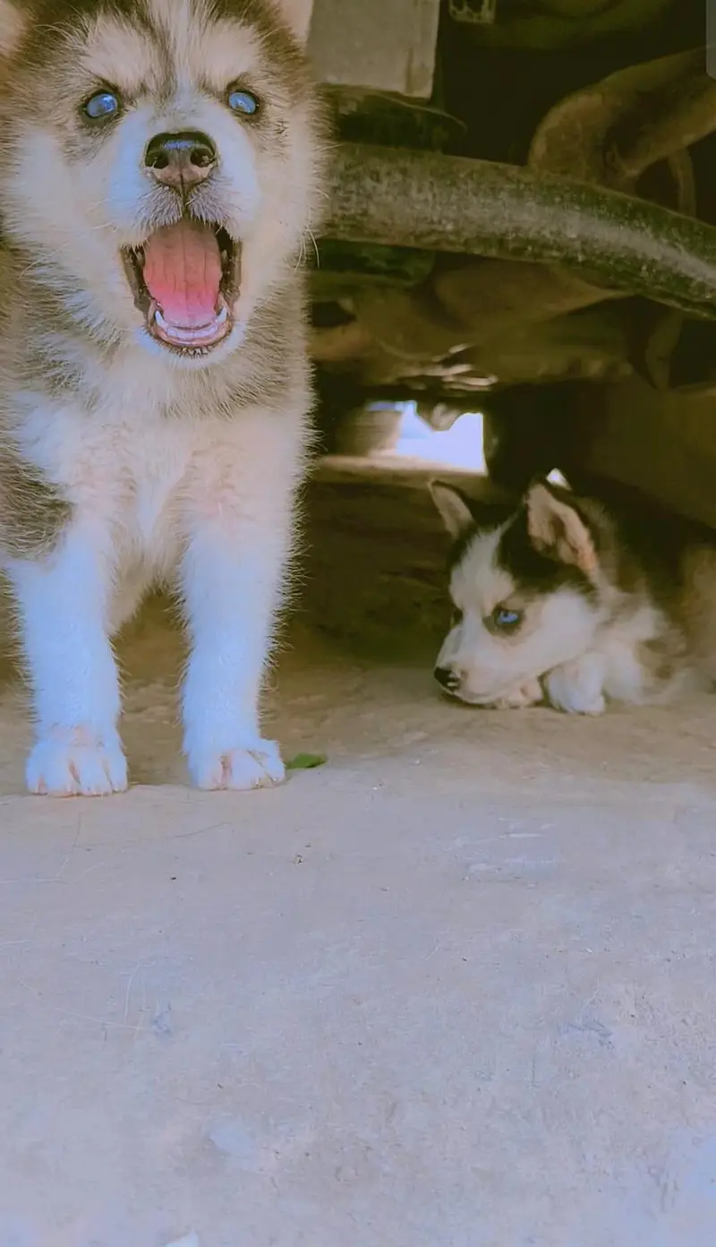 Husky Male and Female or 2 puppy urgent sale — photo 3