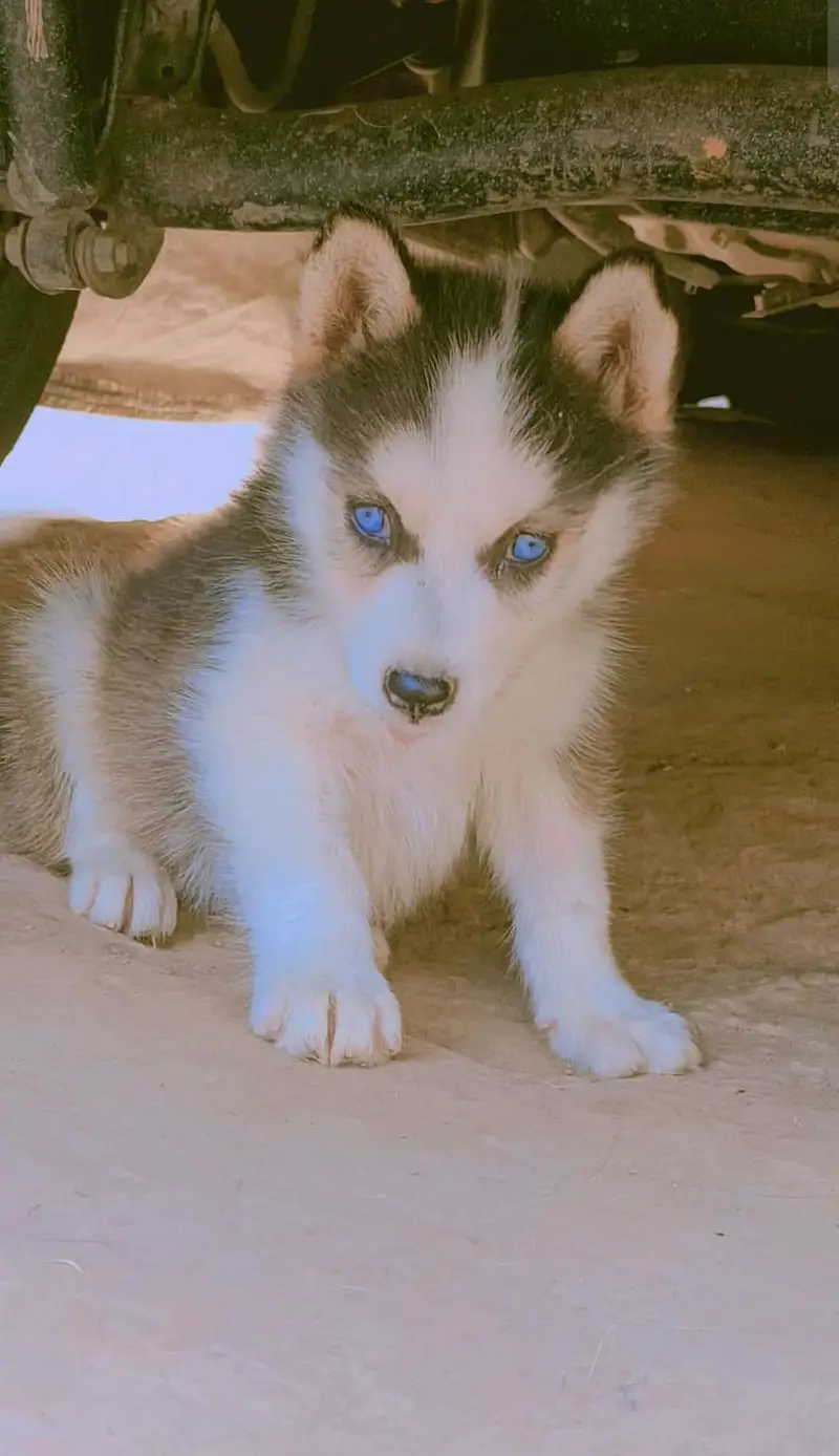 Husky Male and Female or 2 puppy urgent sale — photo 4