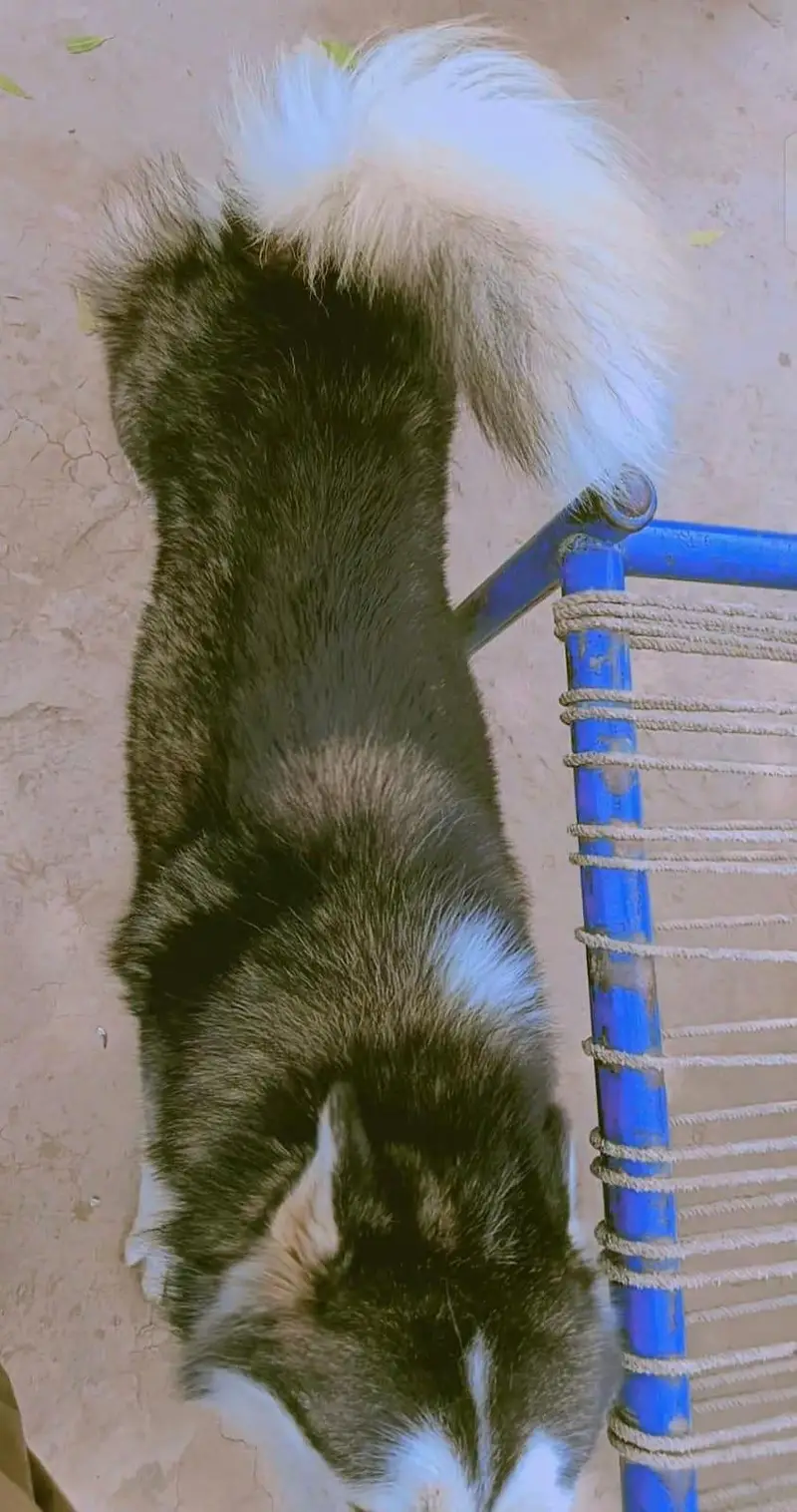 Husky Male and Female or 2 puppy urgent sale — photo 5