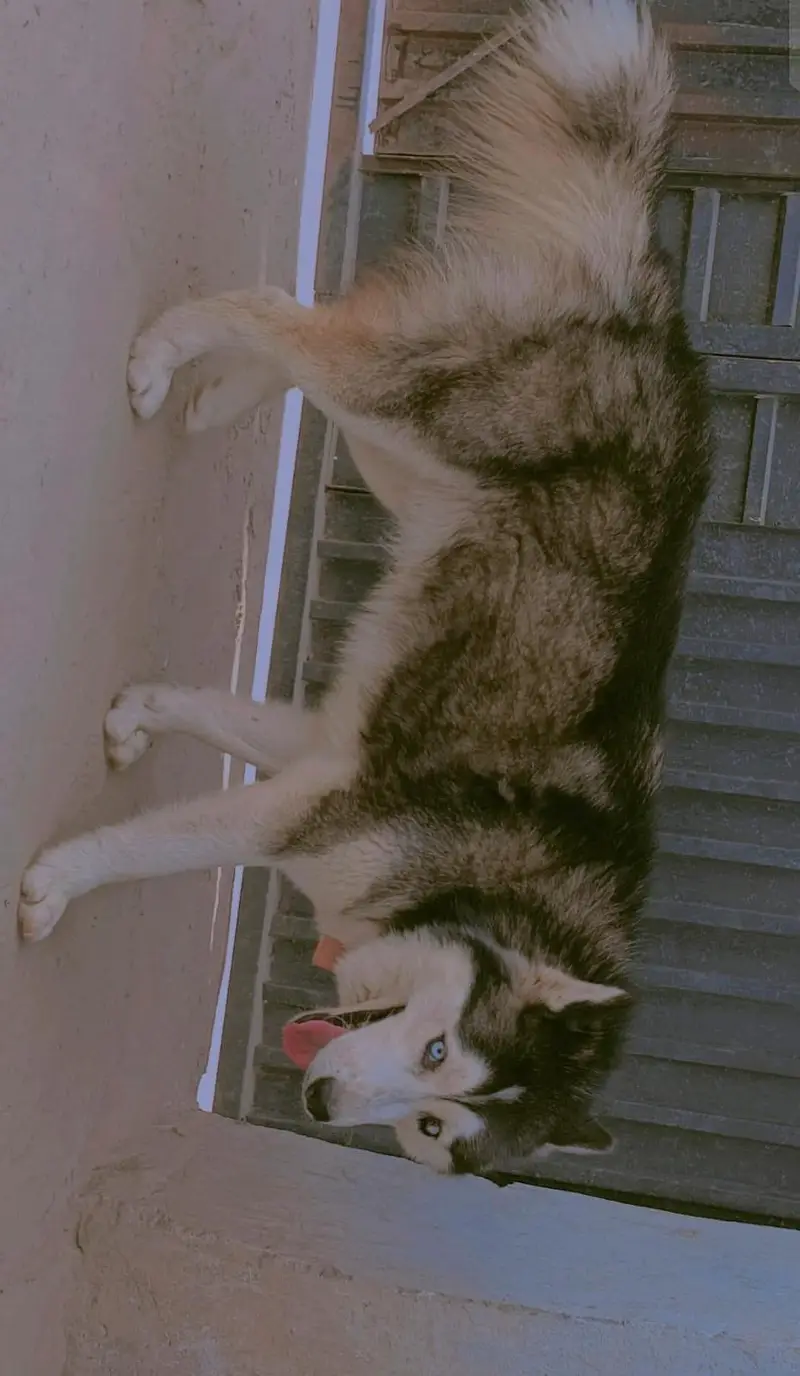 Husky Male and Female or 2 puppy urgent sale — photo 6