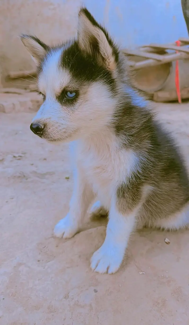 Husky Male and Female or 2 puppy urgent sale — photo 7