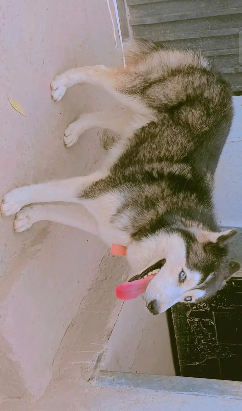 Husky Male and Female or 2 puppy urgent sale — photo 8