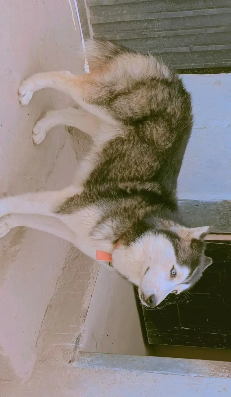 Husky Male and Female or 2 puppy urgent sale — photo 9