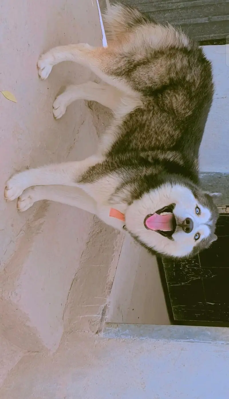 Husky Male and Female or 2 puppy urgent sale — photo 10